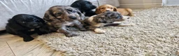 Cocker Spaniel dogs for sale: Cocker spaniel pups - Advert 4