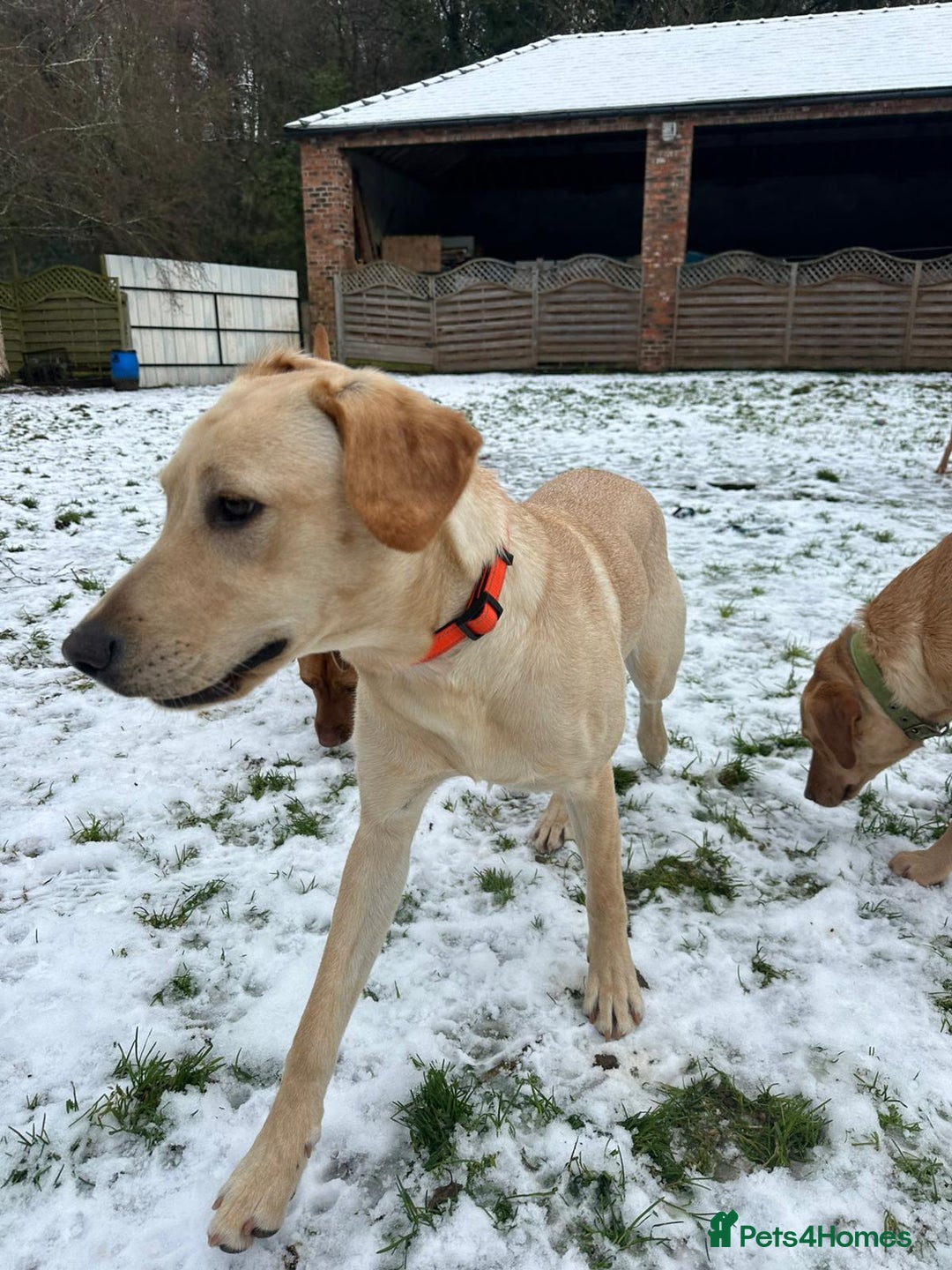 Labrador Retriever dogs for sale: Lovely Lab looking for Love - Advert 7