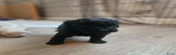 Toy Poodle dogs for sale: Toy poodle puppies 🩷💙  - Advert 8
