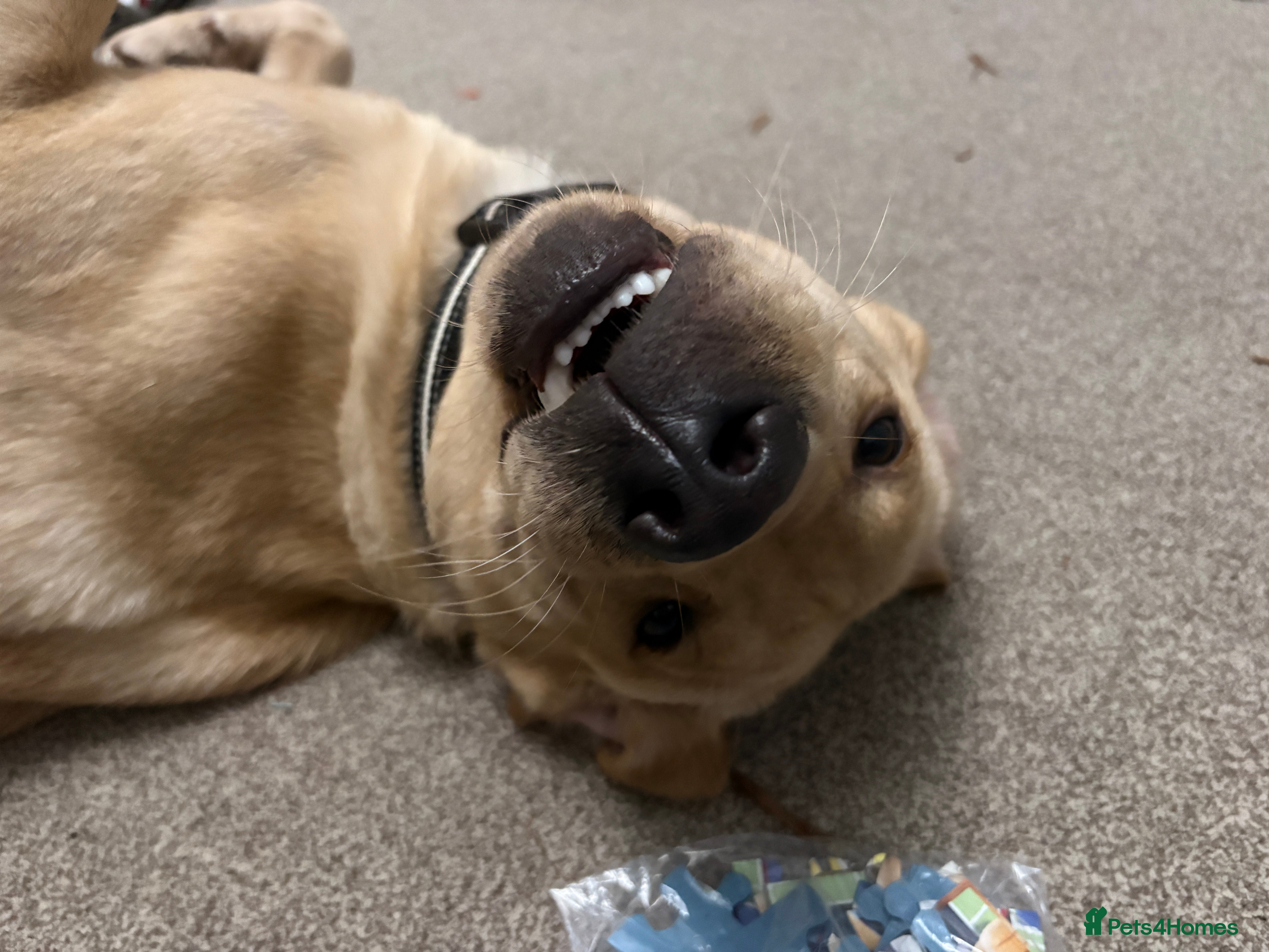 Labrador Retriever dogs 11 month old Labrador - Advert 2