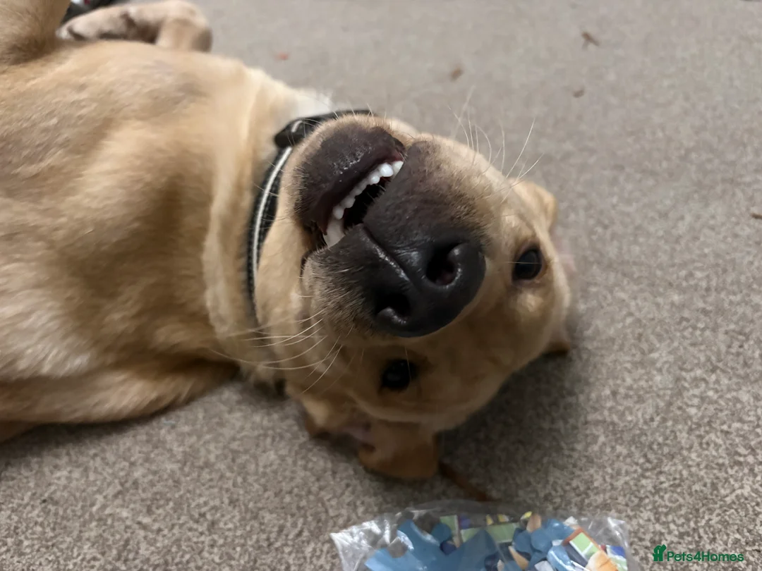 Labrador Retriever dogs for sale: 11 month old Labrador in Redditch - Advert 1