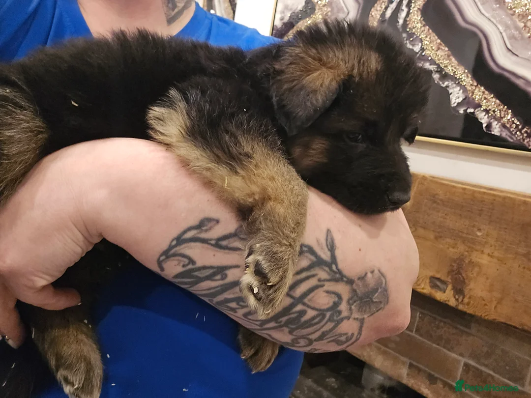 German Shepherd dogs for sale: German shepherd long hair straigh back - Advert 11