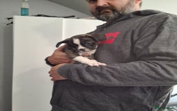 Mixed Breed dogs for sale: Frenchie chihuahua ( bullhuahua) - Image 11