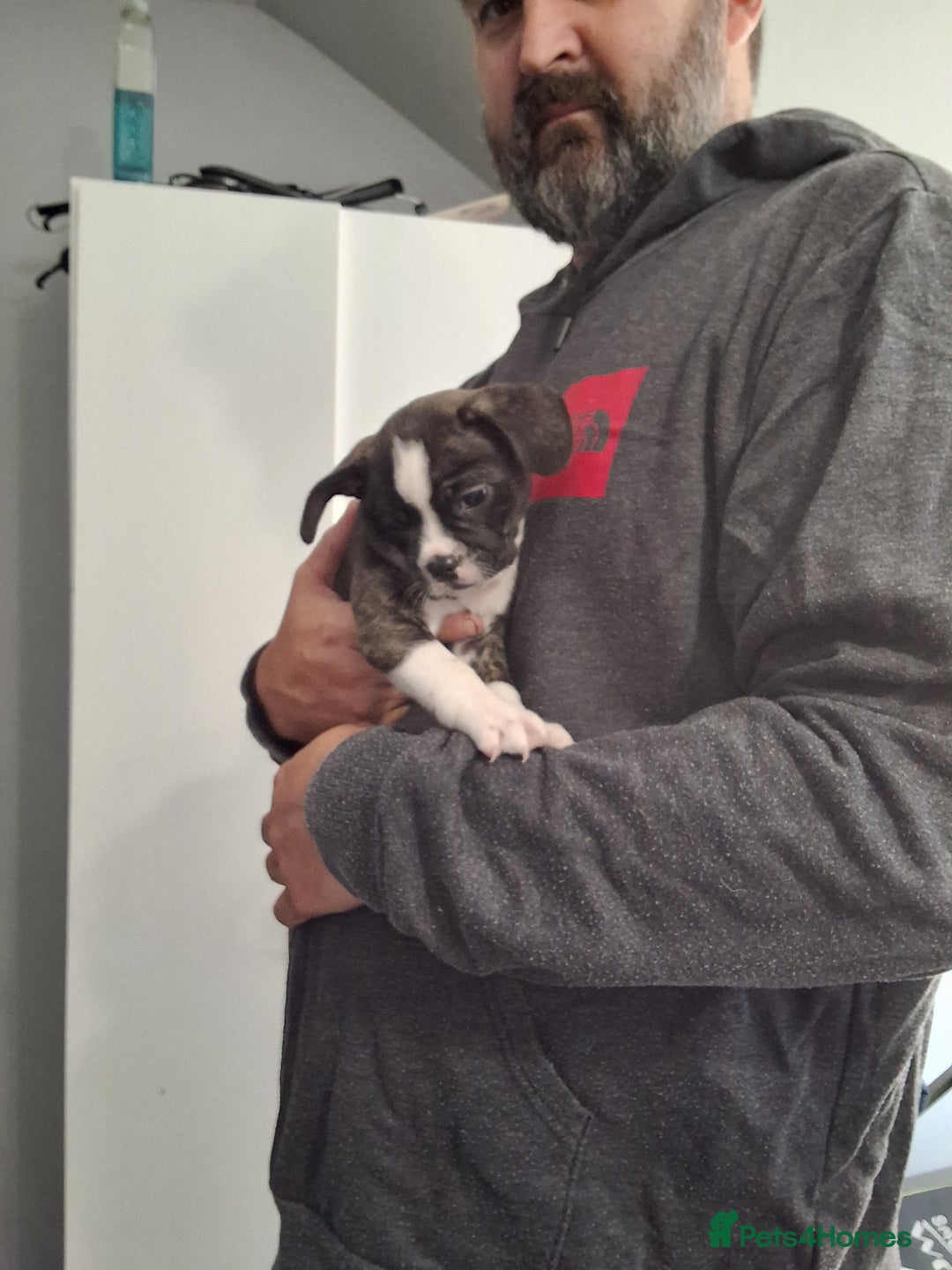 Mixed Breed dogs for sale: Frenchie chihuahua ( bullhuahua) - Image 11