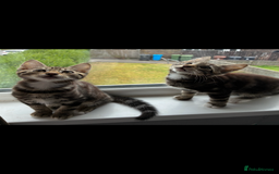 British Shorthair cats for sale: Two male kitties for sale - Image 1