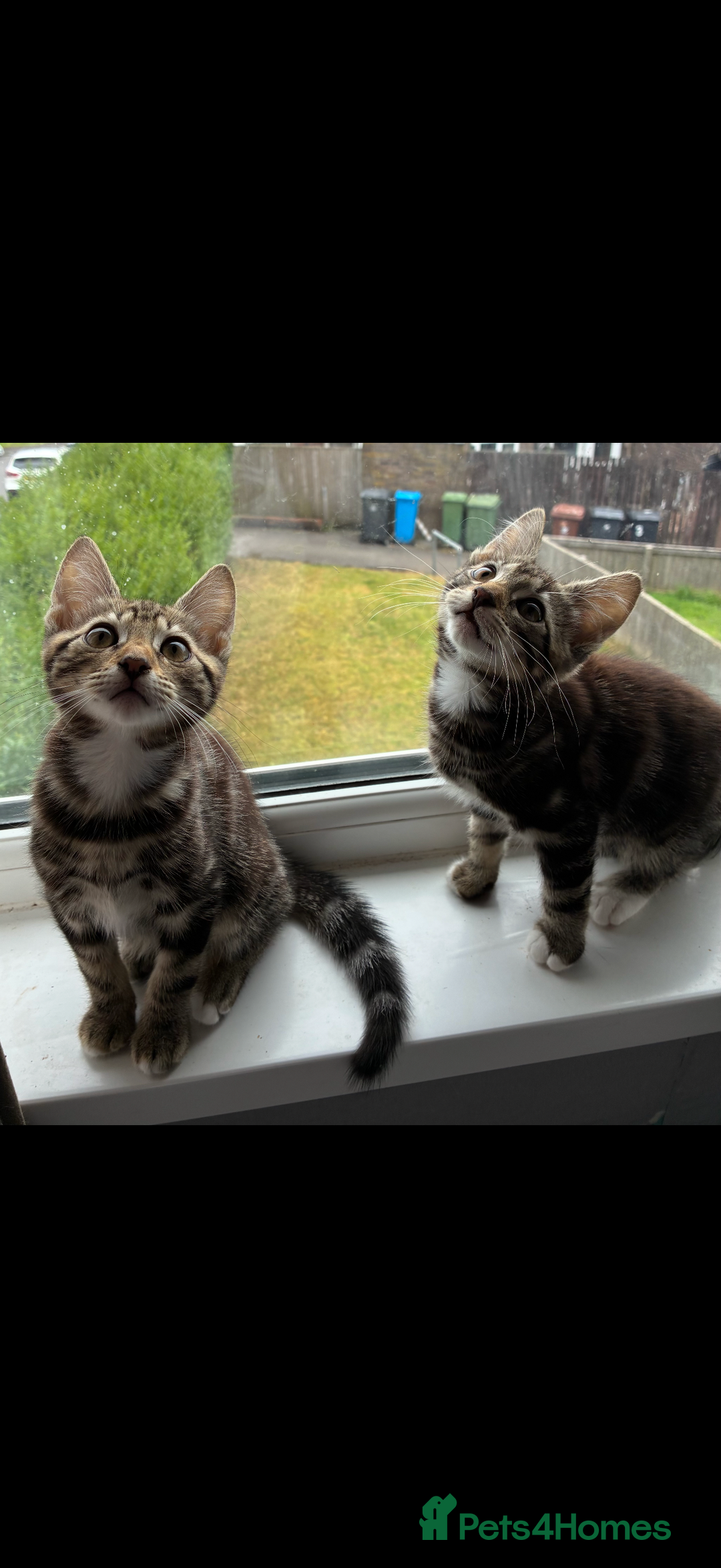 British Shorthair cats for sale: Two male kitties for sale - Image 1