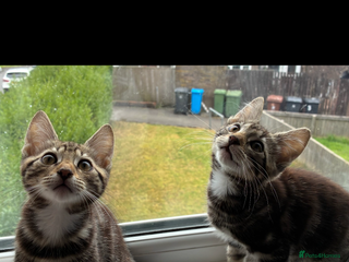 British Shorthair cats - Advert 4