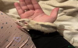 Rat rodents for sale: Baby rats ready now - Image 5
