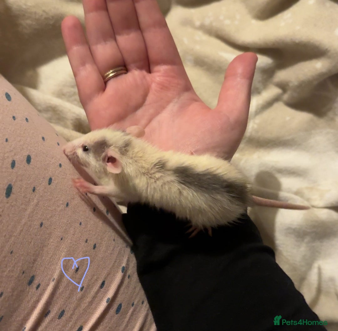 Rat rodents for sale: Baby rats ready now - Image 5