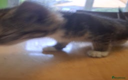 Mixed Breed cats for sale: 9 week old kittens available  - Image 11