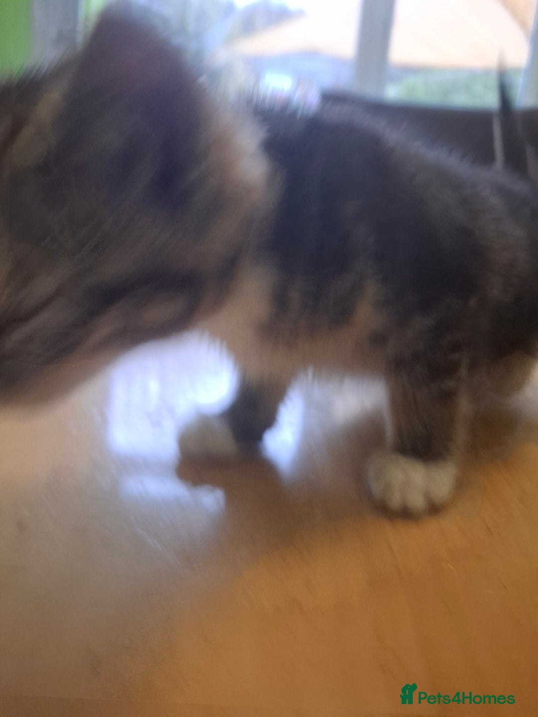 Mixed Breed cats for sale: 9 week old kittens available  - Image 11