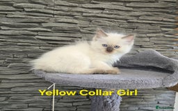 Ragdoll cats for sale: Beautiful ragdoll kittens - Image 32