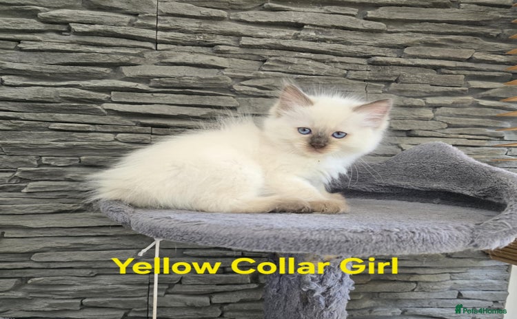 Ragdoll cats - Advert 6