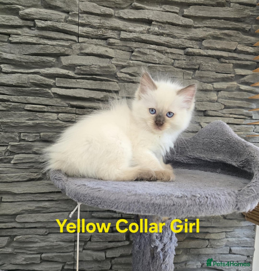 Ragdoll cats for sale: Beautiful ragdoll kittens - Image 32