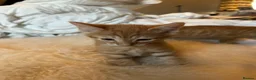 Mixed Breed cats for sale: Lovely mixed litter, ready now.  - Advert 5