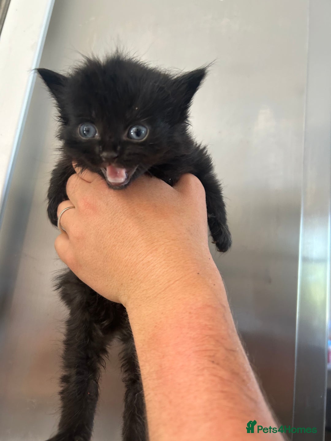 Mixed Breed cats for sale: Beautiful kittens - Image 5