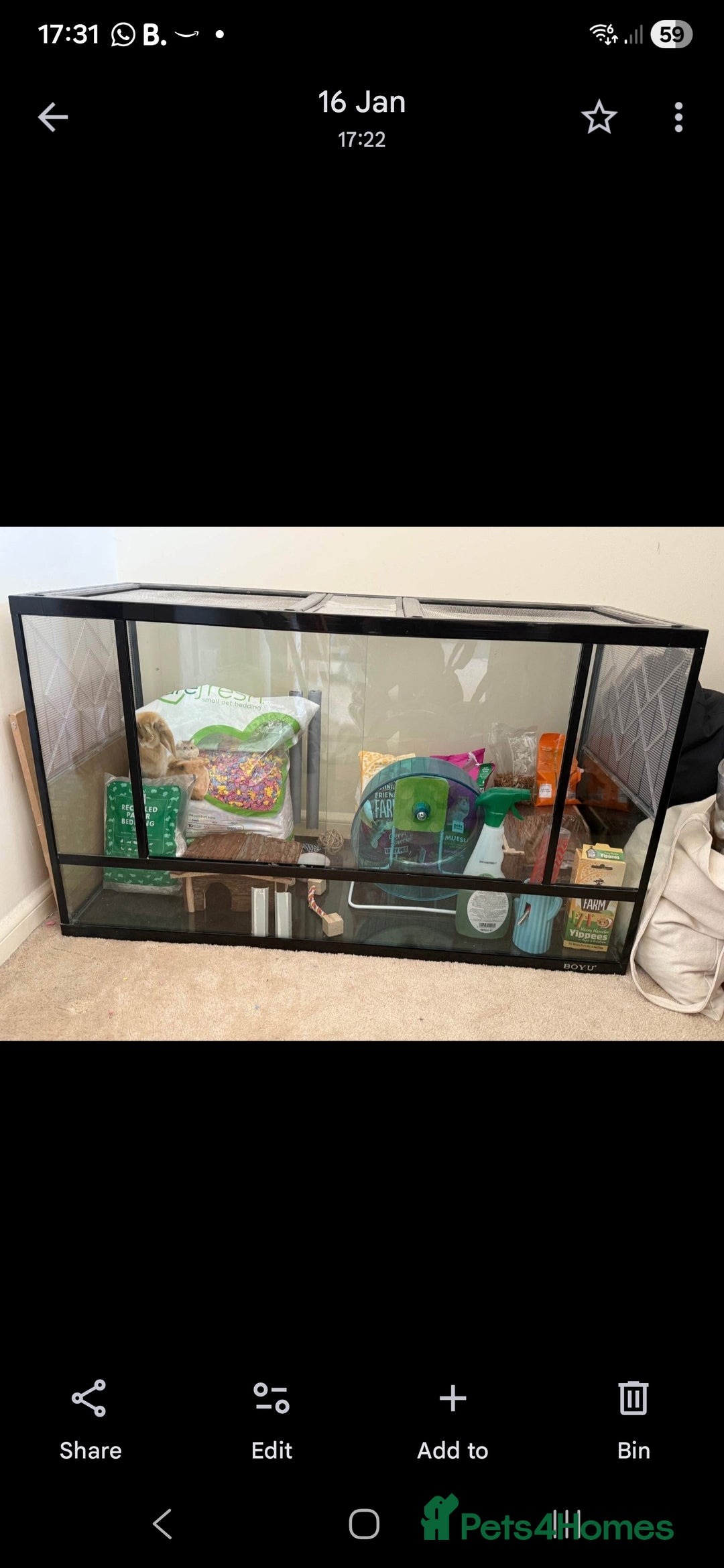 Gerbil rodents for sale: 2 Lovely Male Gerbils Needing New Home - Advert 8