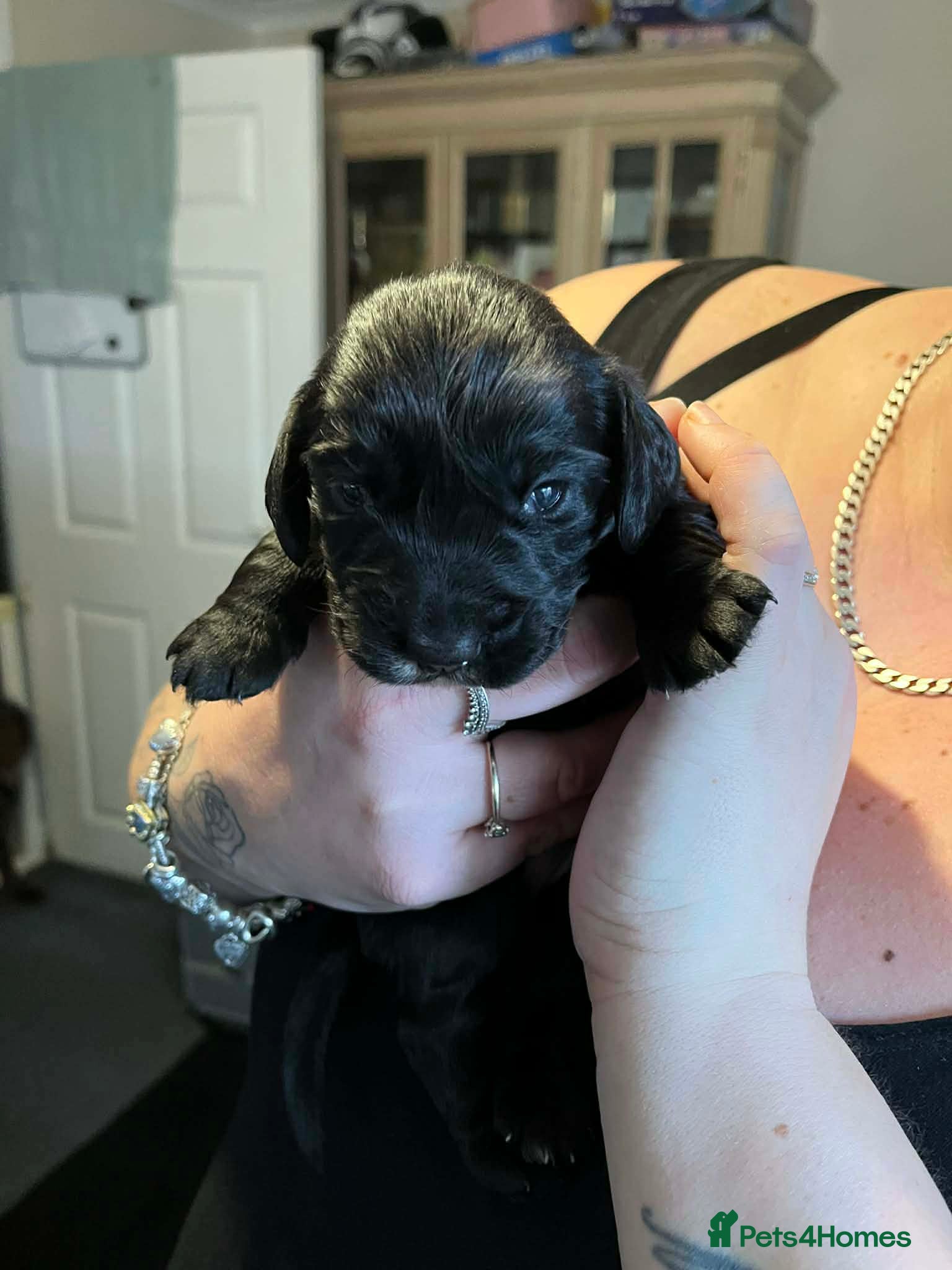 Cocker Spaniel dogs Georgous working cocker puppies - Advert 17