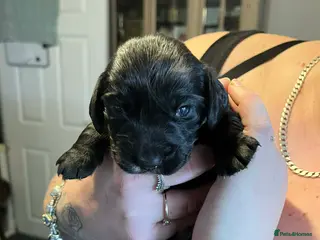 Cocker Spaniel dogs Georgous working cocker puppies - Advert 17