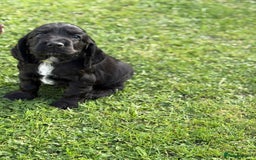Cocker Spaniel dogs for sale: Stunning KC Show Type Cocker Spaniels - Image 8