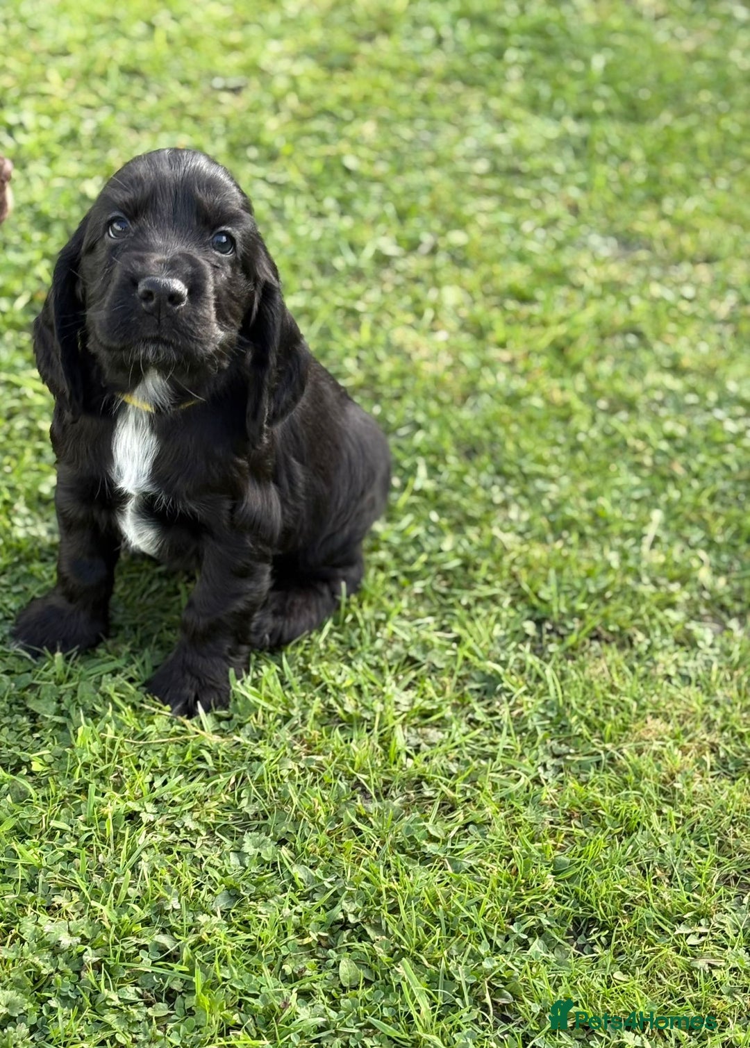 Cocker Spaniel dogs for sale: Stunning KC Show Type Cocker Spaniels - Image 8