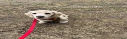 Miniature Dachshund dogs for sale: Re available due to let down kc cream - Advert 5