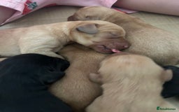 Springador dogs for sale: 3/4 Labrador (Springador x Labrador) Pups for Sale - Image 15