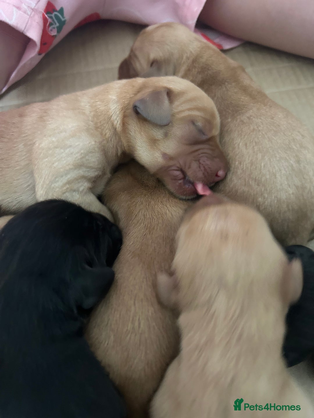 Springador dogs for sale: 3/4 Labrador (Springador x Labrador) Pups for Sale - Image 15