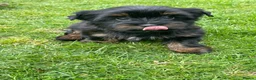 Yorkshire Terrier dogs for sale: York Terrier ,Black Tan - Advert 7