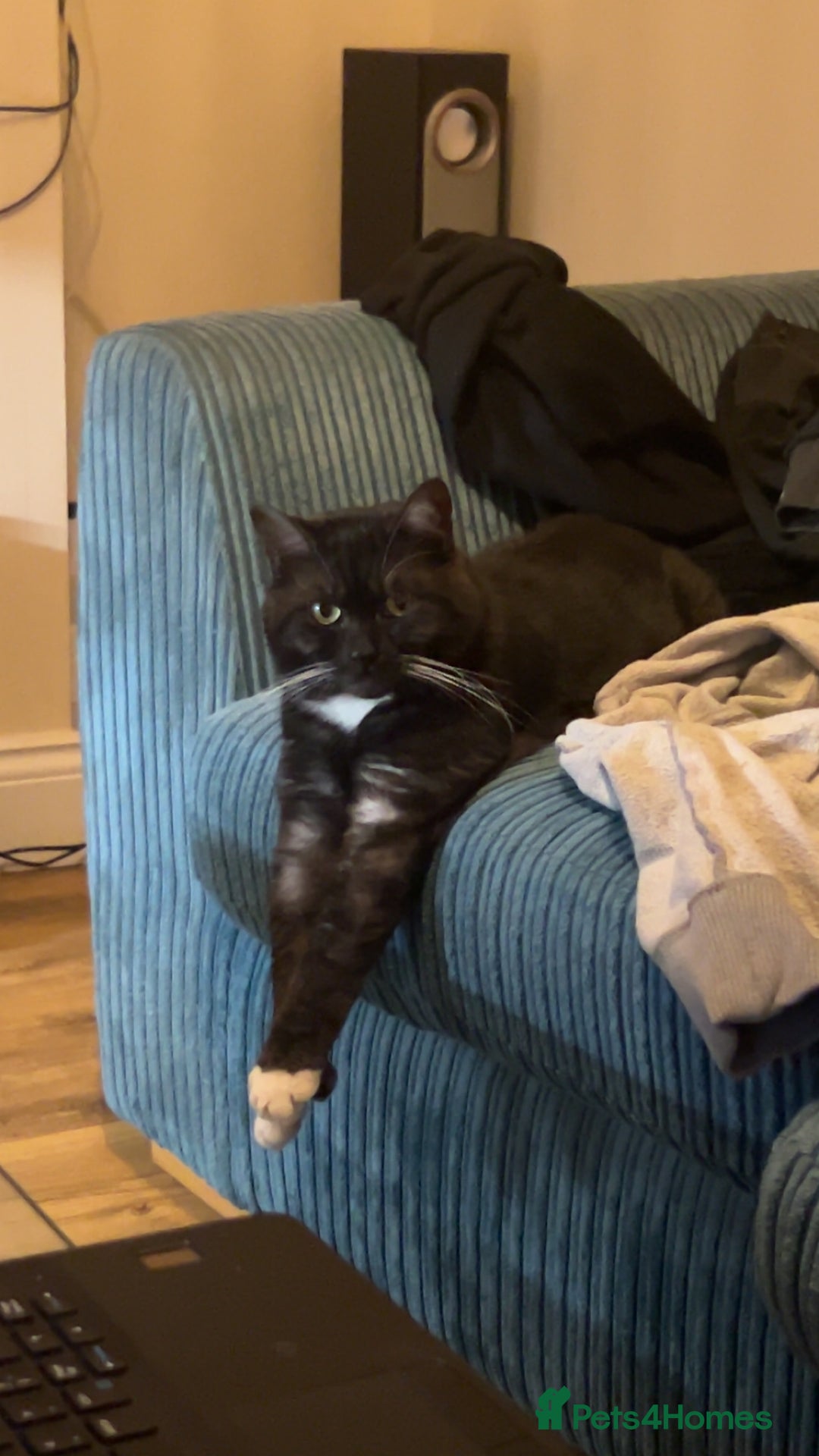 Mixed Breed cats for sale: Maine Coon X British Shorthair - Advert 2