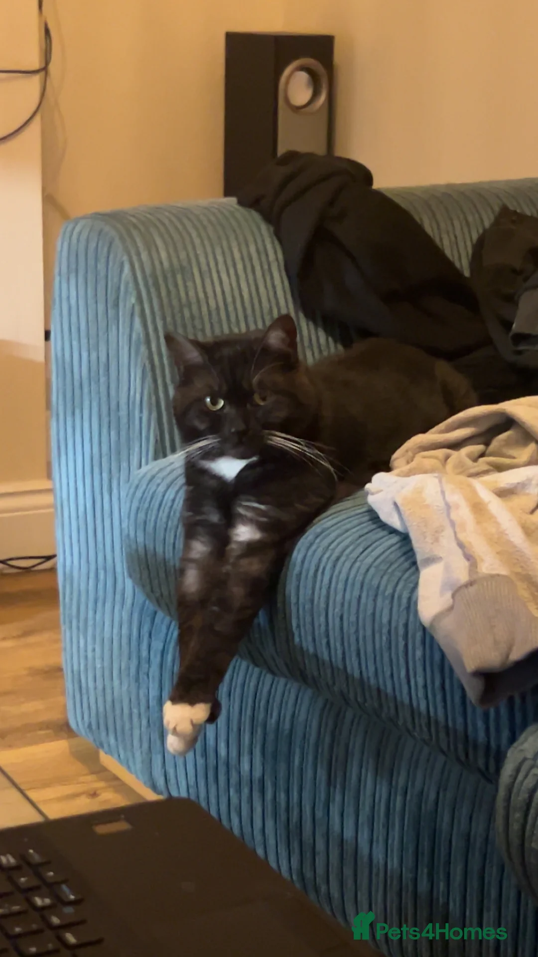 Mixed Breed cats for sale: Maine Coon X British Shorthair - Advert 2