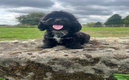Mixed Breed dogs for sale: Beautiful Little Boy Available Now! - Image 1