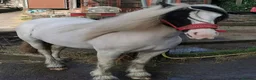 Irish Cob horses for sale: Beautiful poppet - Advert 9