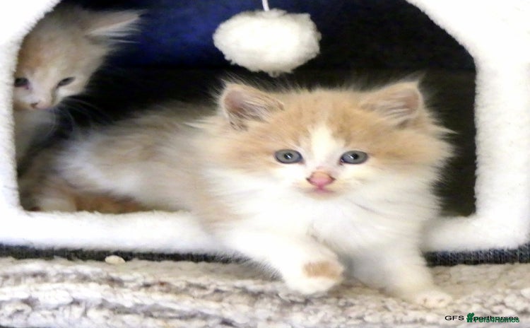 Ragdoll cats - Advert 1