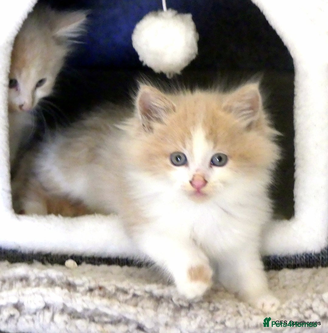 Ragdoll cats for sale: Ragdoll x British Shorthair/Maine Coon - Image 1