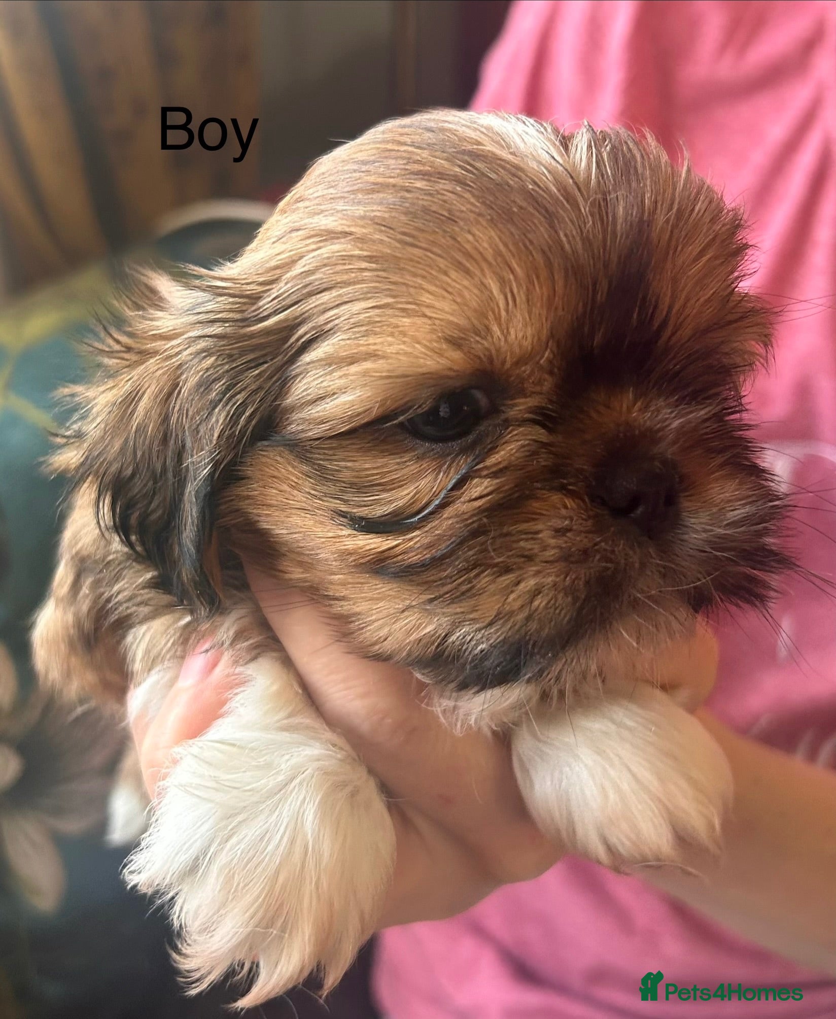 Shih Tzu dogs Beautiful Shih Tzu puppies  - Advert 15