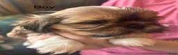 Shih Tzu dogs for sale: Beautiful Shih Tzu puppies  - Advert 9