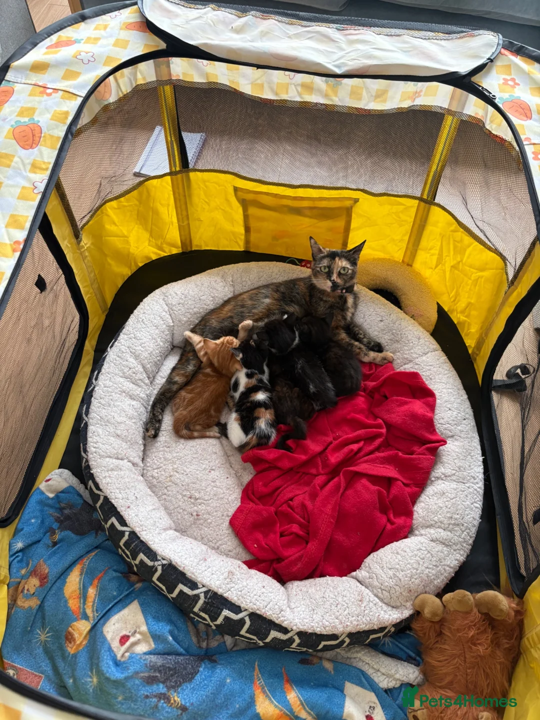 Mixed Breed cats for sale: 5 Moggy Kittens  - Advert 1