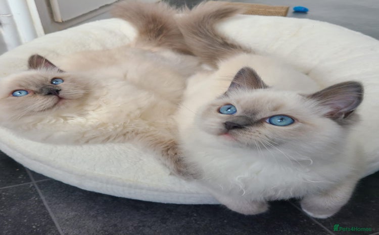 Ragdoll cats - Advert 1