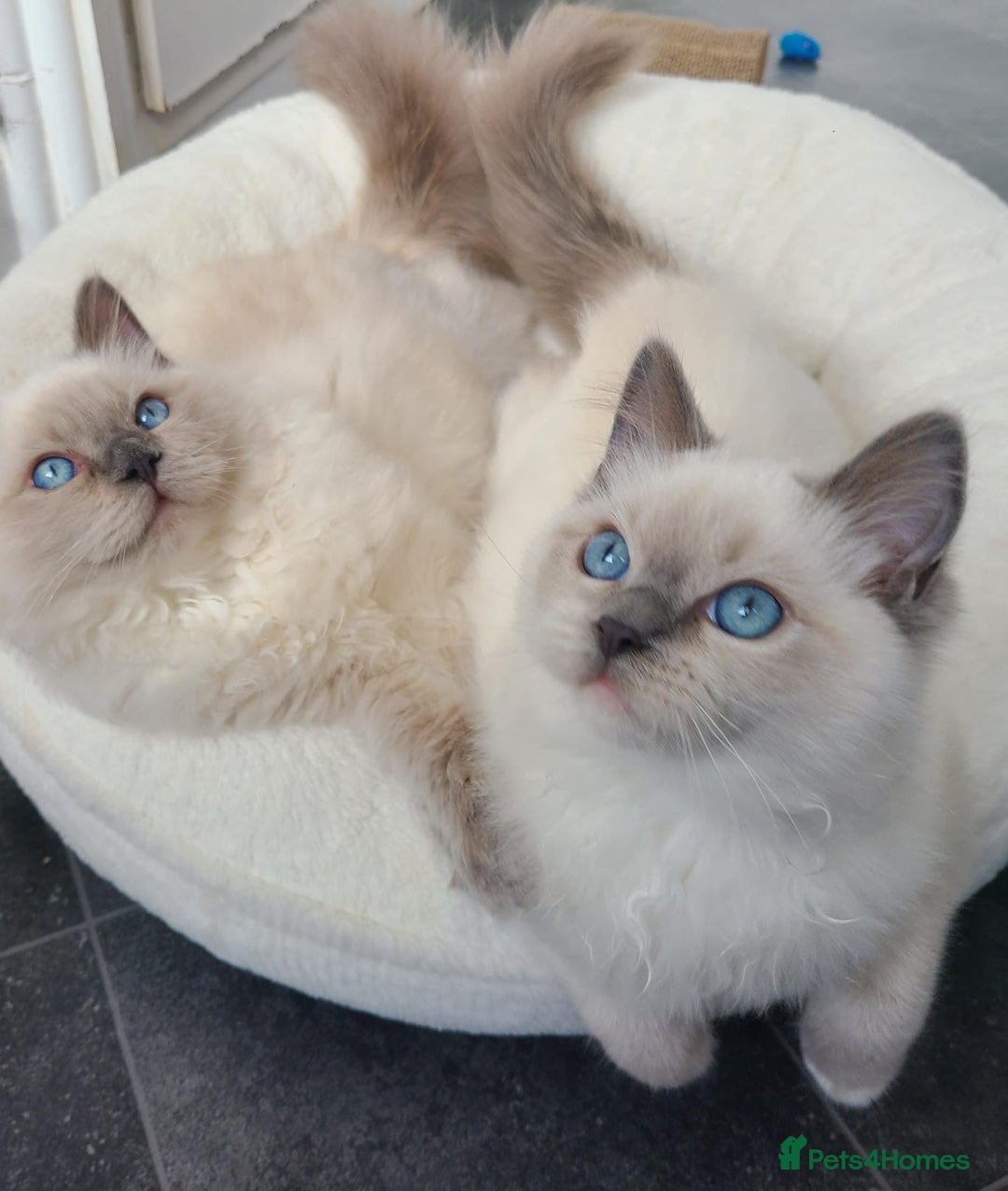 Ragdoll cats for sale: Spayed Female Ragdoll  - Image 1