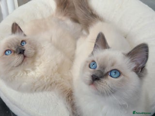 Ragdoll cats - Advert 36