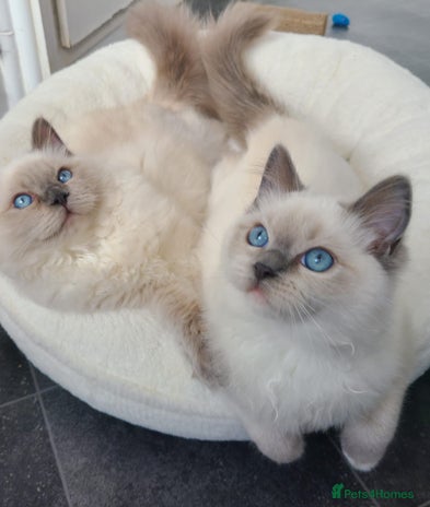 Ragdoll cats - Advert 13