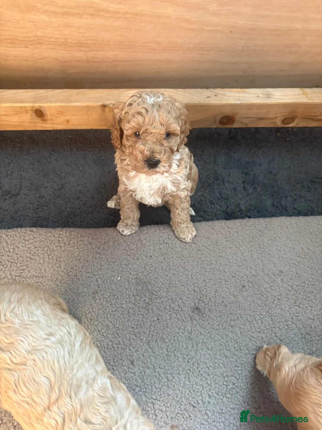 Cockapoo dogs for sale: Beautiful cockapoo puppies in Dover - Advert 2