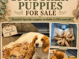 Sprocker dogs 3 Working Sprocker Puppies For Sale - Advert 1