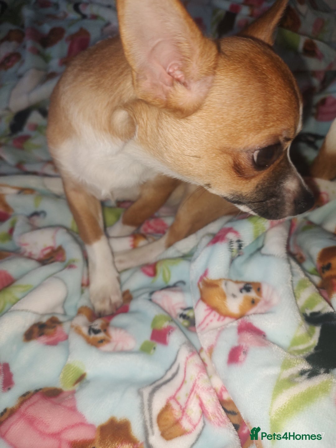 Chihuahua dogs for sale: Adorable Loving hand reared ready now Chihuahuas - Advert 32