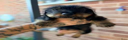 Miniature Dachshund dogs for sale: 🐾Exceptional wired haired dachshunds  🐾 - Advert 17