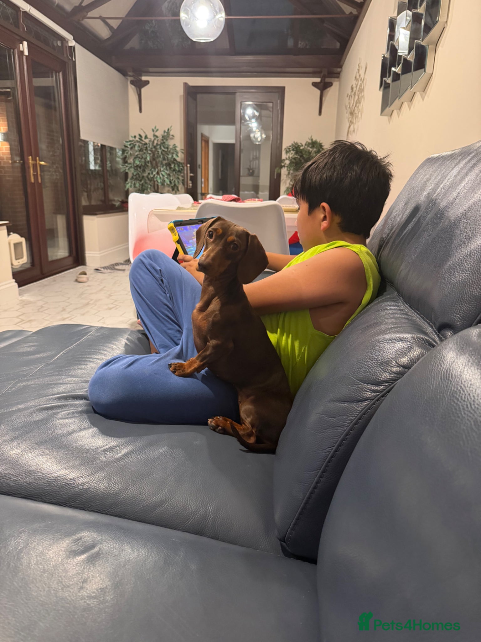Miniature Dachshund dogs for sale: Only star home for my miniature Dachshund Bella! - Advert 4