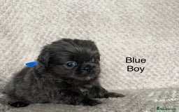 Mixed Breed dogs for sale: Tiny Pugingese pups  - Image 32