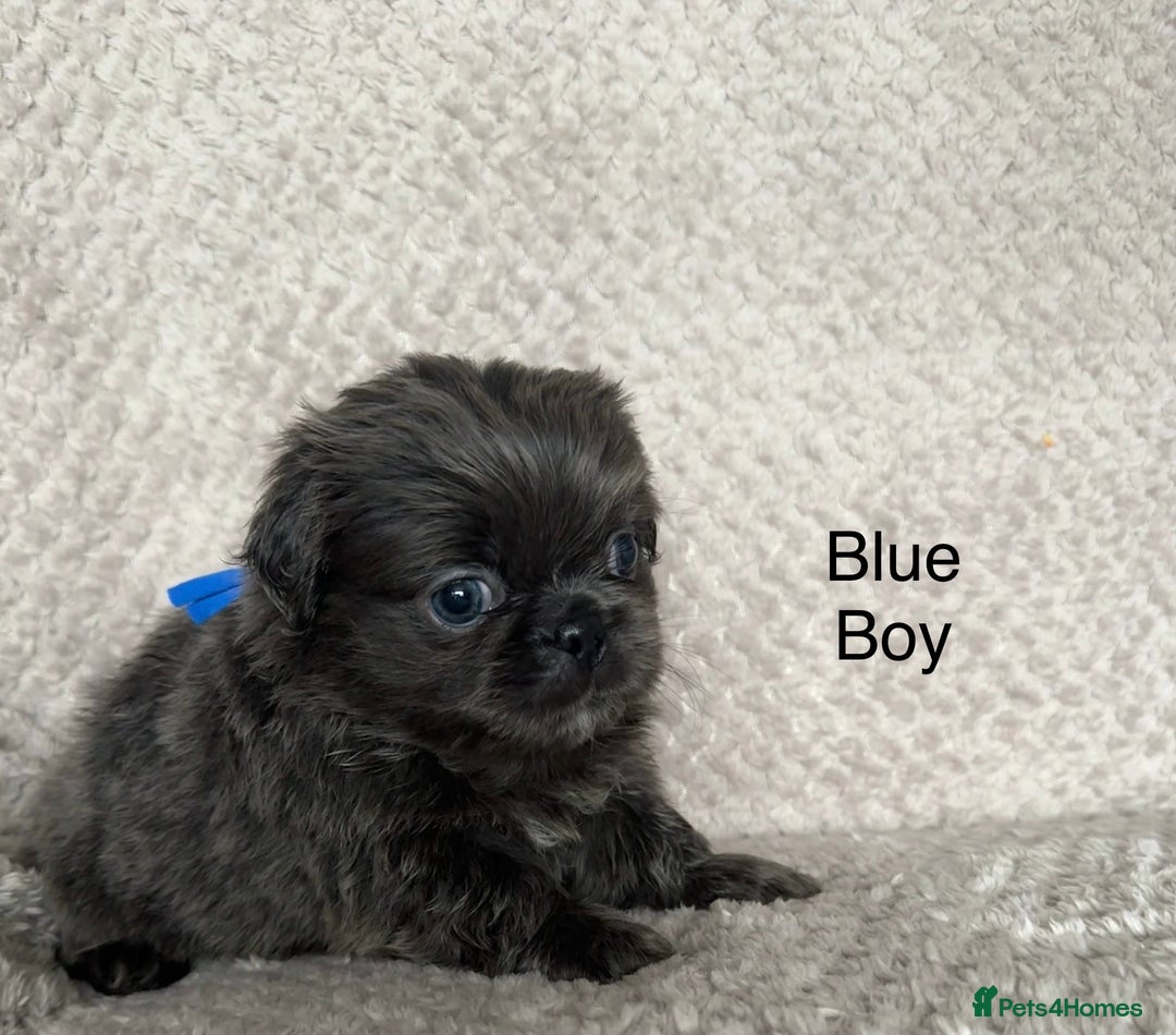 Mixed Breed dogs for sale: Tiny Pugingese pups  - Image 32