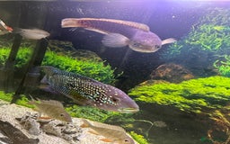 Cichlids fish for sale: Tropical fish  - Image 2